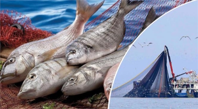Balıkçılık ve Su Ürünleri Genel Müdürlüğü Ekipleri, 15 Nisan- 31 Ağustos Tarihleri Arasında, Uygulanan Denizlerdeki Av Yasağı Nedeniyle Kaçak Avcılığa Göz Açtırmadı
