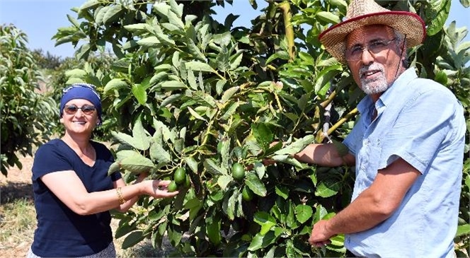 Büyükşehir’in Avokado Fidanı Desteği, Üreticilerin Yüzünü Güldürüyor