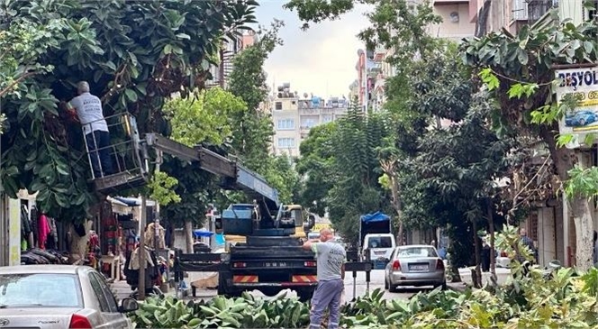 Akdeniz’de Budama Çalışmaları Sürüyor! Ağaçlar Daha Sağlıklı ve Hızlı Gelişiyor, Sokakların Çehresi Değişiyor