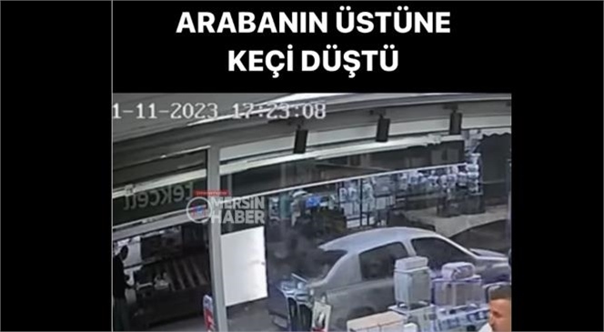 Mersin'de Bir Binanın Üçüncü Katından Atlayan Keçi Arabanın Üzerine Düştü