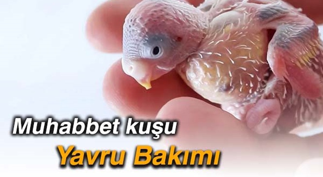 Muhabbet Kuşu Yavru Bakımı