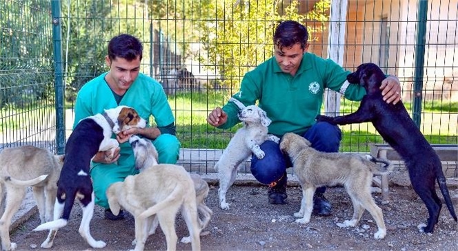 Bozyazı, Aydıncık Ve Anamur’un Sahipsiz Patili Dostlarının Güvenli Yeri: Bozyazı Bakımevi