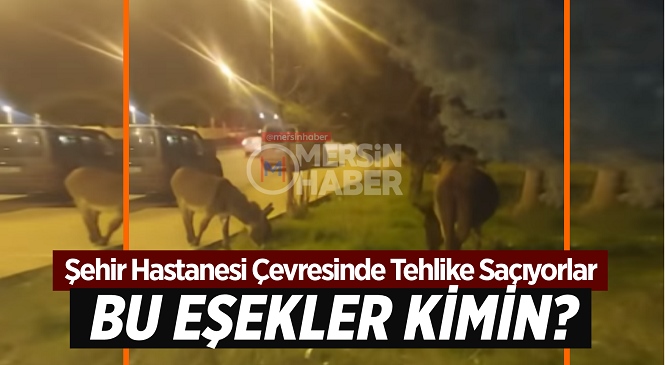 Mersin Şehir Hastanesi Civarında Gezen Başıboş Eşekler Trafiği Tehlikeye Atıyor