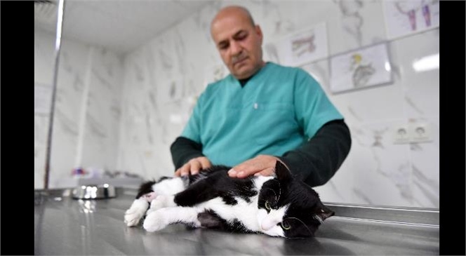 Mersin Büyükşehir Patili Bir Dosta Daha Dokundu, Sahipsiz Yaralı Kediyi Büyükşehir’in Veterinerleri İyileştirdi