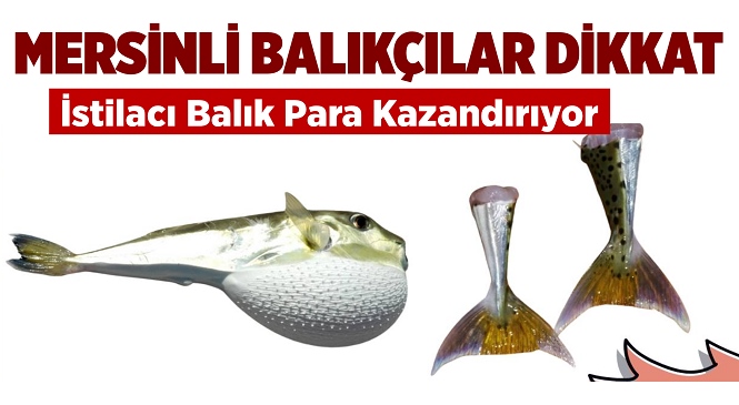 Mersinli Balık Avcıları Dikkat, Balon Balığında Teşvik Ödemeleri Belli Oldu