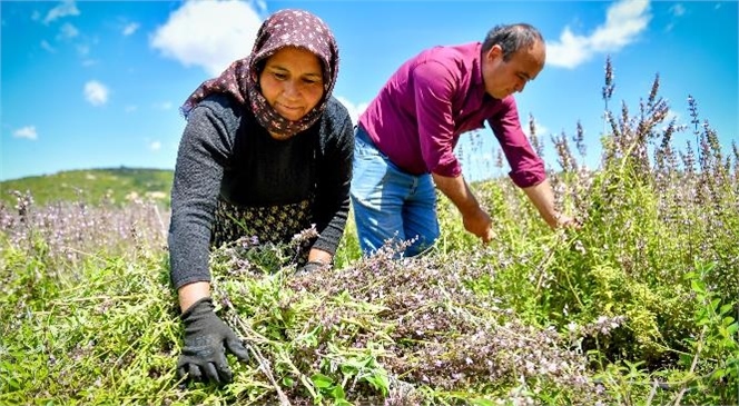 Büyükşehir İle Hem Toprak Hem Üretim Canlanıyor, Ada Çayı Fidesi İle Üretici Gelire Kavuştu