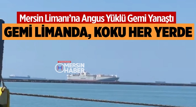Mersin Limanı’na Canlı Büyükbaş Yüklü Gemi Yanaştı, Sahil Çevresinde Vatandaşların Koku Şikayeti Başladı