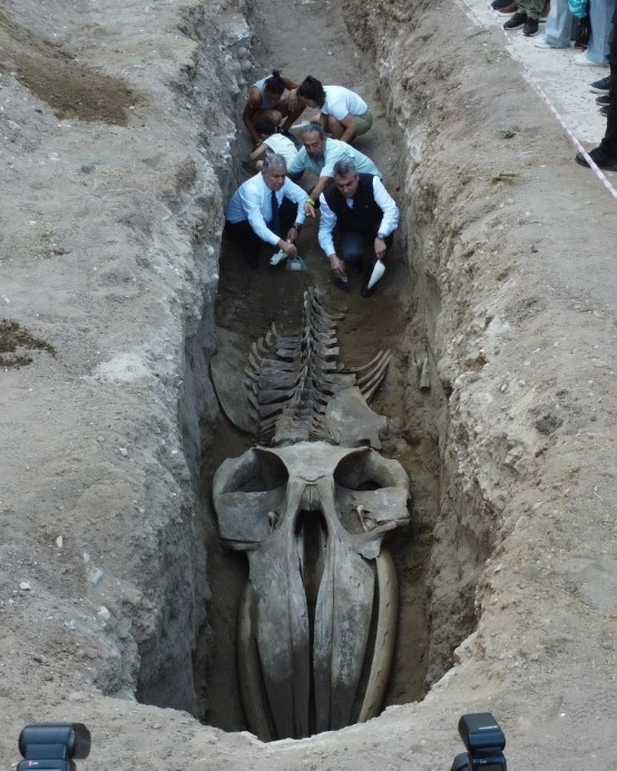 Mersin’de Tarihi Birleştirme: 16 Metrelik Dev Balina İskeleti Canlanıyor!