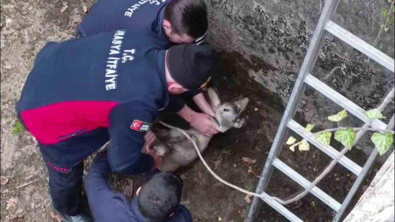Amasya'da Boş Sulama Havuzuna Düşen Yavru Karaca İtfaiye Ekipleri Tarafından Kurtarıldı