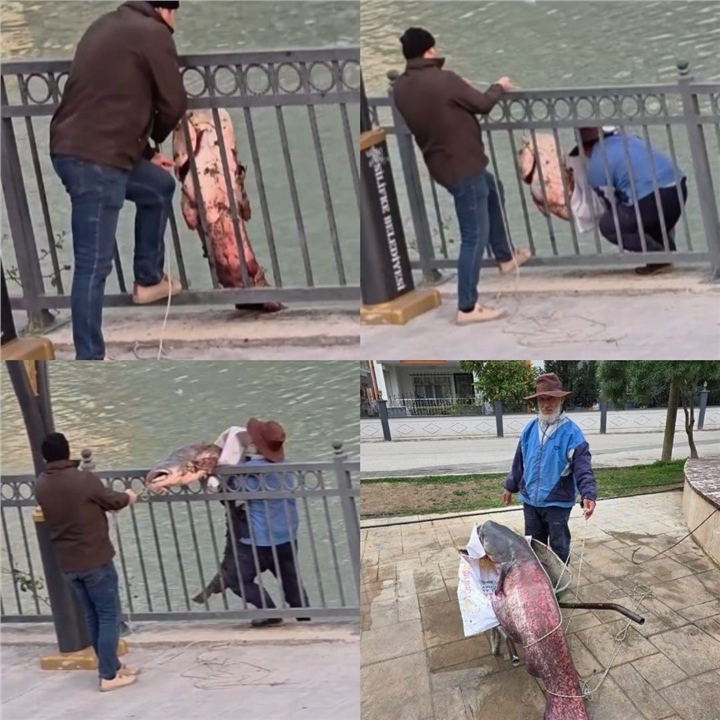 Silifke’de Dev Yayın Balığı Kıyıya Çekilemedi, Vatandaşlar İmeceyle Yetişti