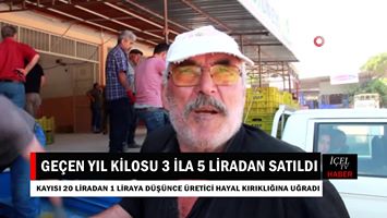 Video Haber: Mersin'de Kilosu 20 Liradan Satılan Kayısının Satışı 1 Liraya Düştü