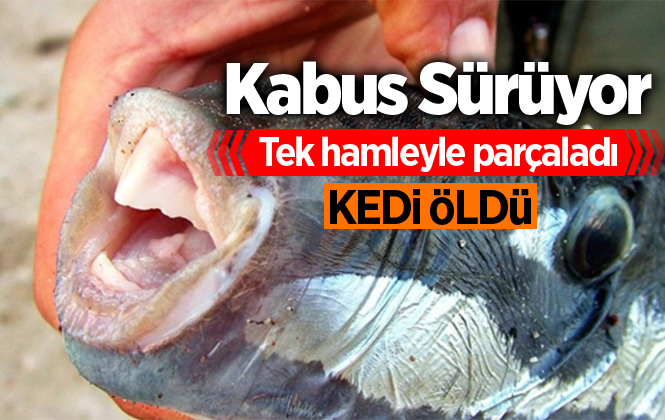 Mersin'de Balon Balığını Yiyen Kedi Öldü İddiası