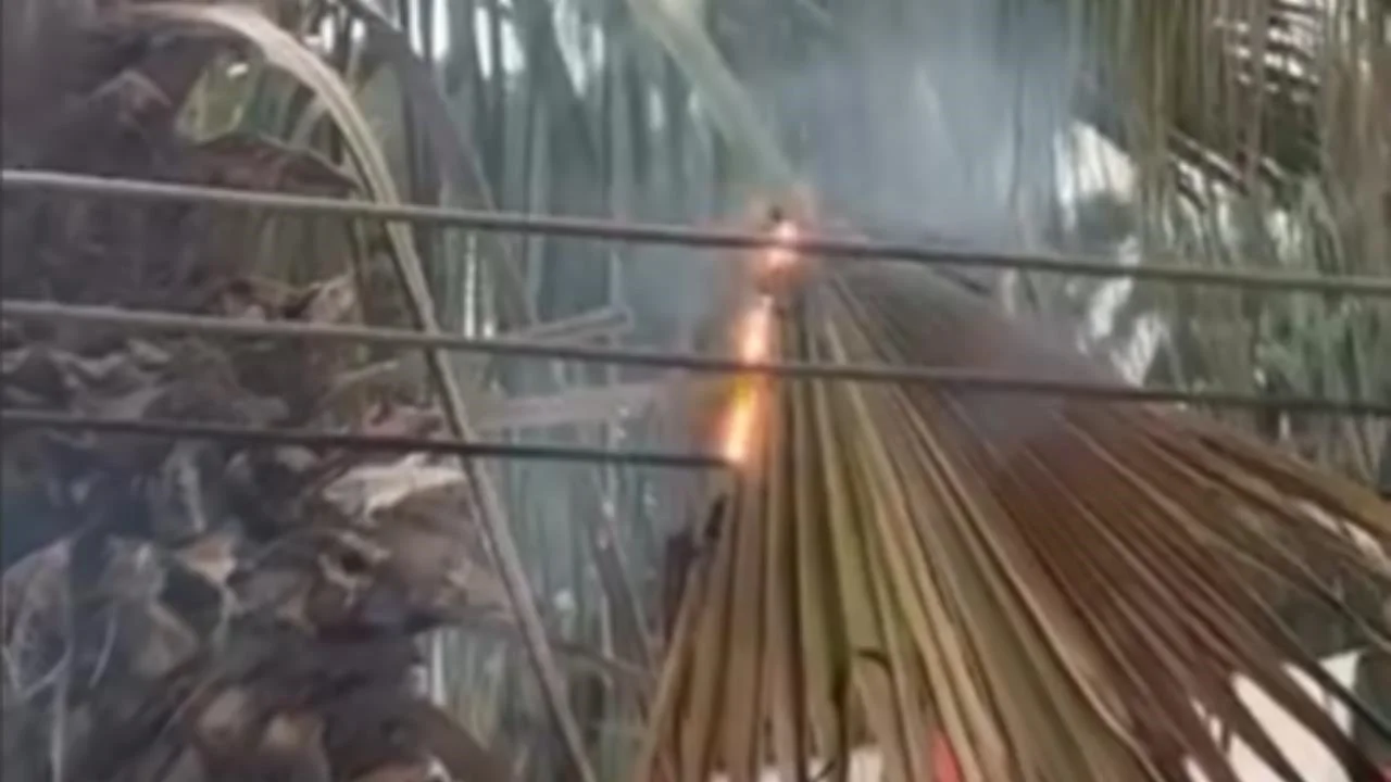 Mersin'de Elektrik Kablolarına Temas Eden Palmiye Ağacı Alev Aldı