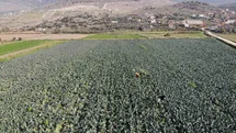 İzmir'de Brokoli Hasadı Devam Ediyor