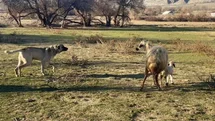 Anne Koyunun Koruma İçgüdüsü