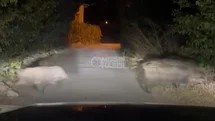 Havalar Soğudu, Yiyecek Aramak İçin Yerleşim Alanlarına Domuzlar İndi: Kaleköy Yakınlarında Domuz Sürüsü Görüldü!