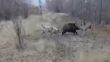 Muş'ta Yaban Domuzu ve Çoban Köpekleri Kovalamacası