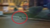 Sinop’ta aç kalan çakal şehir merkezine indi
