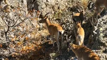 Erzincan'da Yaban Keçileri Görüntülendi