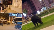 İzmir, sokaklarında domuz sürüleri ile doğal yaşam parkına döndü