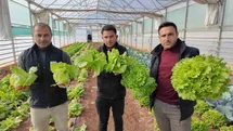 Şanlıurfa'da Kışlık Sebze Hasadı Başladı