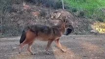 Tekirdağ'da Yırtıcı Çakal Görüntülendi