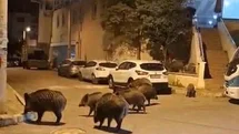 İzmir'de Yaban Domuzları Sorunu Büyüyor