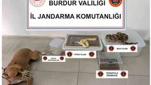 Operasyon yapılan ev hayvanat bahçesi gibi çıktı