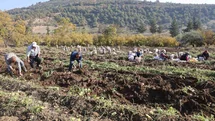 Hatay'da Tatlı Patates Hasadı Tamamlandı
