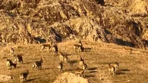 Palu Kalesi'nde Dağ Keçileri Görüldü