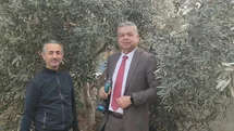 Sultanhisar'da Zeytin Budama Eğitimi Başladı