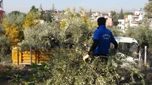 Toroslar'da Zeytin Ağaçları Kesildi
