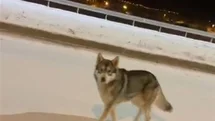 Ardahan'da Şehir Merkezine İnen Kurt Gözlemlendi