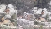 Gülnar’ın Sarp Kayalıklarında Görsel Şölen: Dağ Keçileri Objektiflere Yansıdı!