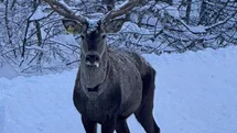 Beyaza bürünen doğada kızıl geyik sürprizi