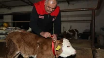 Elazığ'da Yılın İlk Buzağısı "Bereket" Oldu