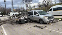 Bursa'da Ağaç Devrilmesi Olayı