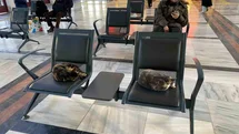 Eskişehir'de Sokak Kedileri Isınmak İçin Garı Tercih Etti