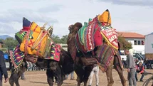 Şap Hastalığı Deve Güreşlerini Etkiledi