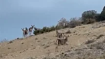 Mihalıççık'ta Geyiklerin Kaçışı Görüntülendi
