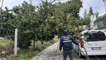 Edirne'de Fırtına Ağaçları Devrildi