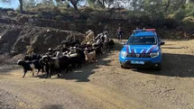 Antalya'da Kaybolan 55 Küçükbaş Hayvan Bulundu