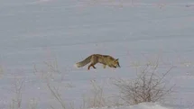 Van’da Tilkilerin Kar Altındaki Avı Görüntülendi