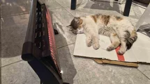 Soğuktan üşüyen kedi elektrikli ısıtıcının karşısında dinlendi