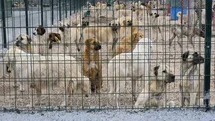 Barınakta aç ve susuz bırakılan köpeklerin birbirini parçaladığı iddiası