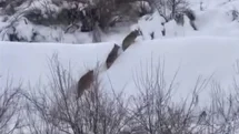 Elazığ'da Kurt Sürüsü Görüntülendi