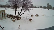 Bozyazı'da Kurtlar Köye Girdi