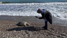 Mersin'de Caretta Caretta Ölümleri Artıyor