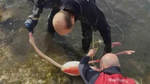 İzmir'de Flamingo Kurtarma Operasyonu
