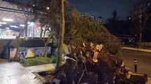 Ataşehir'de Fırtına Sonrası Ağaç Devrildi
